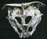 skulll